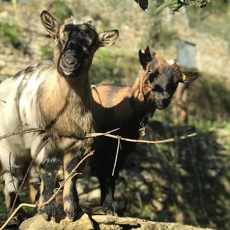 La Riviera Bed & Breakfast Bed & Breakfast Rapallo