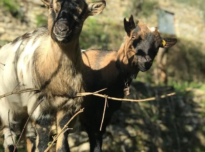 La Riviera Bed & Breakfast Panzió Rapallo